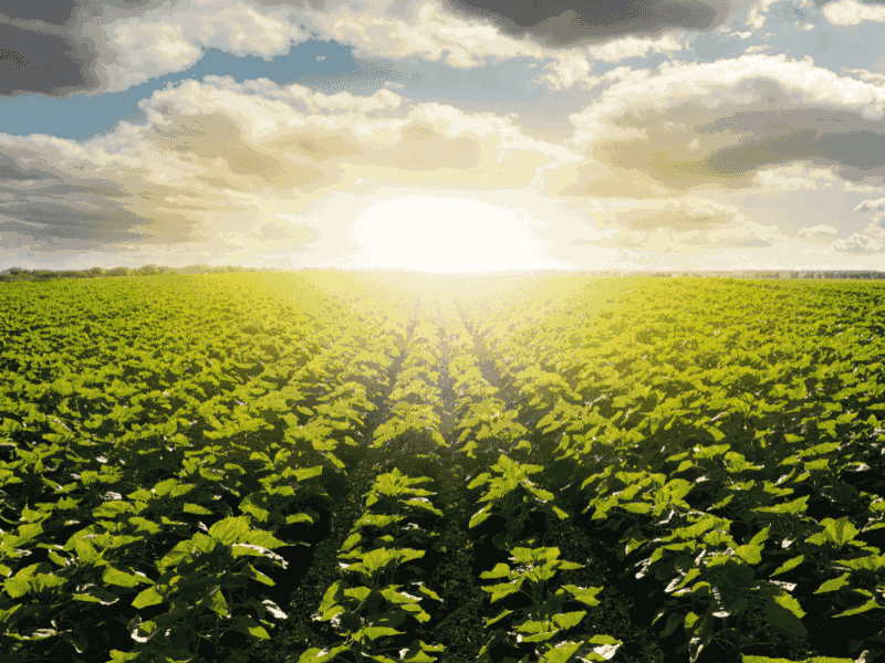 Global agricultural partnership